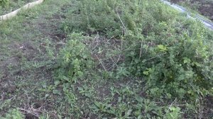 Бесшипный крыжовник Пакс.