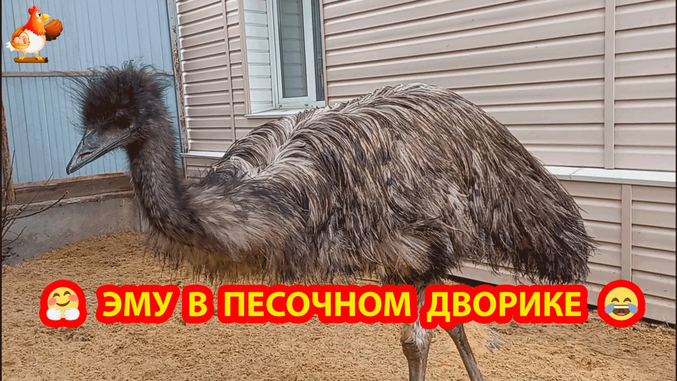 Эму в песочном дворике Луис и Дормидонт долбит по подоконнику ❣️😂🥰