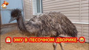 Эму в песочном дворике Луис и Дормидонт долбит по подоконнику ❣️😂🥰