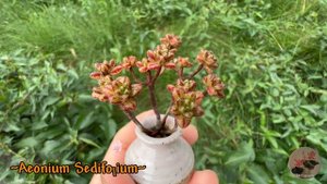 Cute tiny Aeonium Sedifolium 🥰🥰🥰