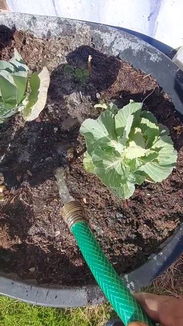 The results are in ! #gardeningtips #brassica #bonemeal