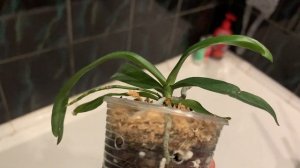 Aerangis Luteoalba Var. Rhodosticta