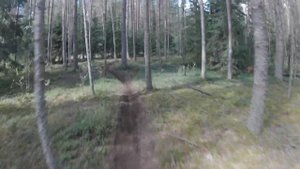 мишка косолапый 2022