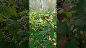 Как быстро обогреть теплицу с рассадой при ночных заморозках