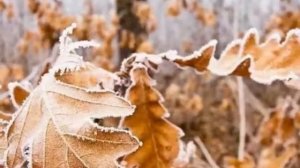 Zoé  -   C'est la vie