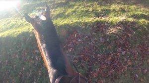 Lily, Bella & Logan Riding Kerridge