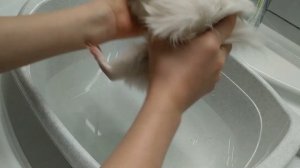 Появление Батона/Моя морская свинка.