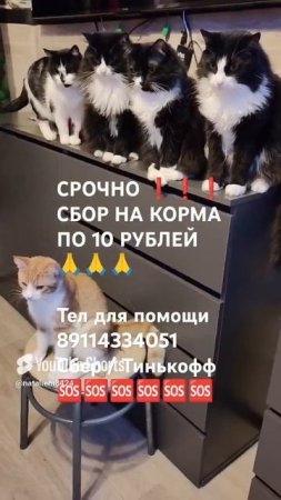 ЧЕЛОВЕК ПОМОГИ 🙏🆘