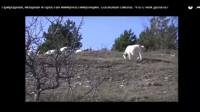 Масала - чай или реквием по натуральному животноводству смотреть онлайн