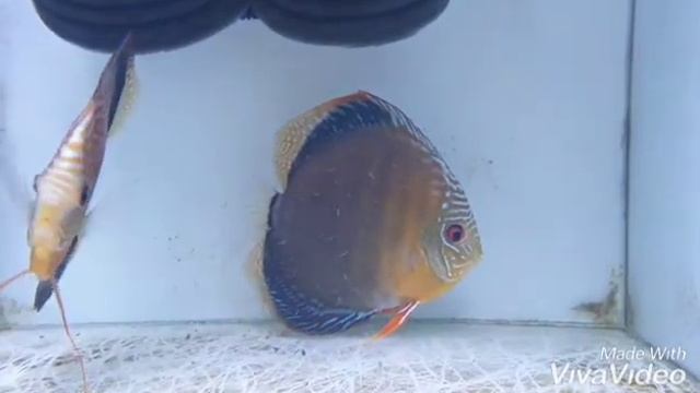 유니꼬레 디스커스 체착 Discus Fry Discus Diskus 円盤 七彩神仙 смотреть онлайн