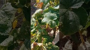 🥒🥒САМООПЫЛЯЕМЫЕ ОГУРЦЫ ПЛОДОНОСЯТ ДО ПОЗДНЕЙ ОСЕНИ