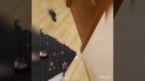 Сборка Приколов 2018 #7 Попробуй не за смеяться Угар, смех до слез - Приколюха