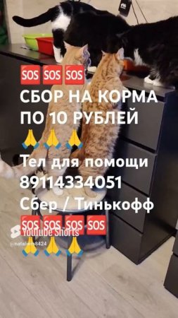 ЧЕЛОВЕК ПОМОГИ 🙏🆘