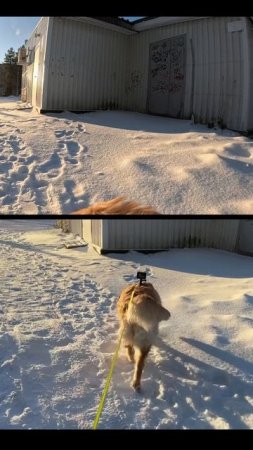 Золотистый ретривер Лея на прогулке #goldenretriever