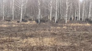 Охота на Кабана