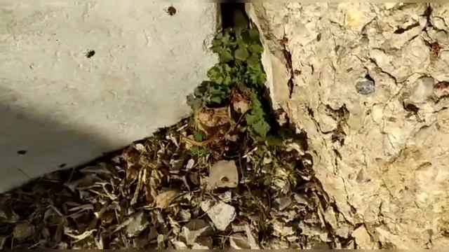 Нашёл логово жуков пожарников!!! смотреть онлайн