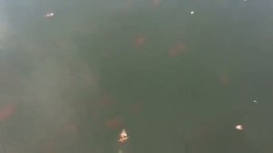 Пруд с рыбный