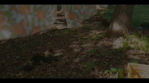 Неконива. Повседневная жизнь｜Печенье из сорняков в начале лета｜Засахаренная Сумирэ｜Пора домой