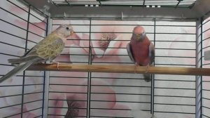 Розовобрюхие попугаи