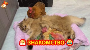 Цветные цыплята с Кошкой (ч.2) Борода Курицы понравилась пушистикам 😂🥰