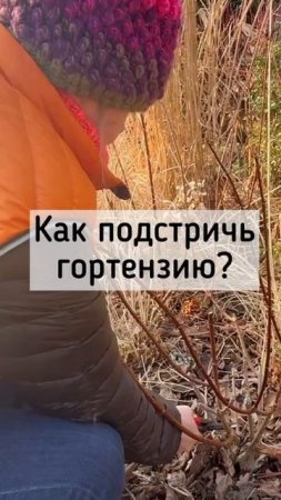 Обрезка гортензии метельчатой и древовидной