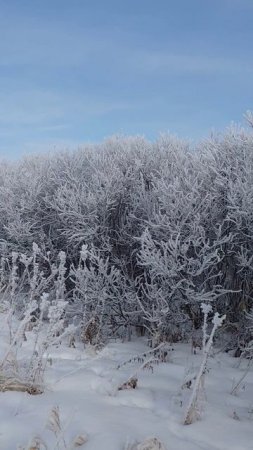 Мастер-класс по загону от Салавата, 👌👌👌.