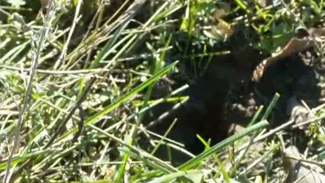 Поздняя фуражировка ос в октябре смотреть онлайн