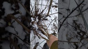 Омолаживаем кусты черной смородины сорт Юбилейная Копаня