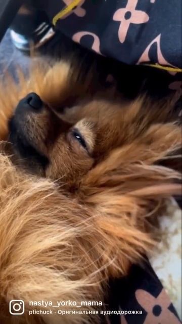 Знакомьтесь..Липучка❤️#померанскийшпиц#шпиц#шпицмишка #собаки#dog#doglover #dogs #pomeranian #yorki