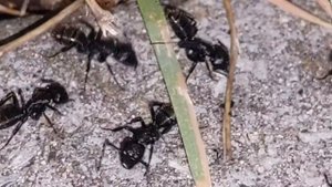 Messor capitatus и Camponotus vagus in nature, at night/в природе, ночью 17.09.2021