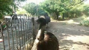 КОРМИМ И ГЛАДИМ СТРАУСА