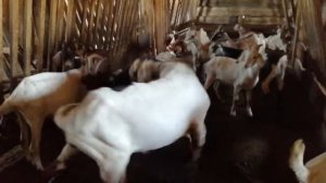 Козёл ругается...