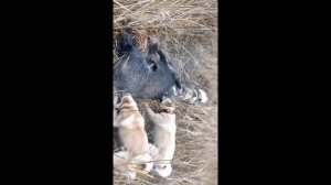 кабан в камыше!