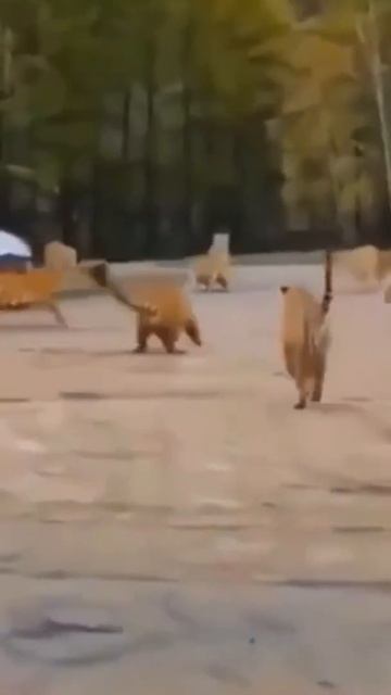 🐅 Кормёжка тигров🦁 смотреть онлайн