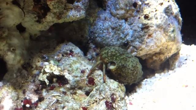 Marine Hermit crab смотреть онлайн