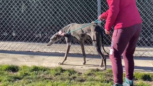 Freya 2 смотреть онлайн