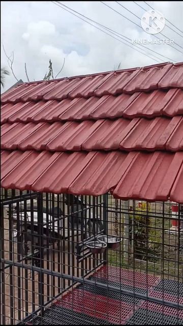 5×4 feet with tiles watsapp 8590830442 Kerala (dt) #petlover #cage смотреть онлайн