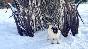 Манжерок 2025. Небольшое семейное путешествие в Горный Алтай.