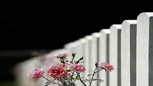 Remembrance Day 11/11/11/11