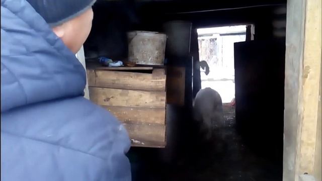 Прибавление в хозяйстве)Козёл Бяшка сходит с ума/Тушила картошку.
