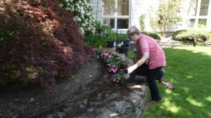 Planting New Guinea Impatiens, Rockapulco Rose Double Impatiens, & Giant Exhibition Limelight Coleu