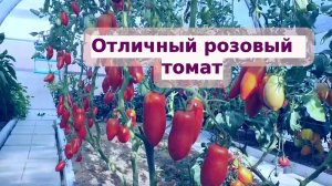 Отличный розовый высокорослый томат "Сосулька розовая"