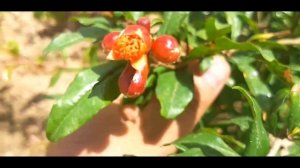 АНОРНИ ШИРАГА КАРШИ ДОРИЛАШ // ANOR ZARARKUNANDALARIGA QARSHI DORILASH