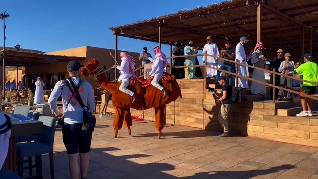 Camel racing in Alula | Camel cup ￼Alula Saudi Arabia смотреть онлайн