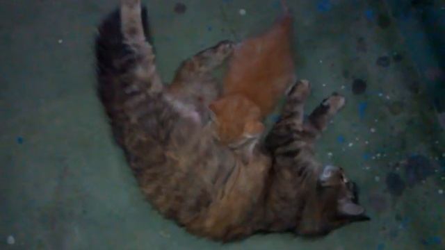 Спасение котенка Рыжика