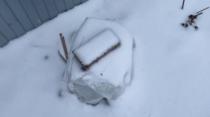 НОЯБРЬ! К зиме готовы!!! Укрытие на зиму: розы, хвойные и др.