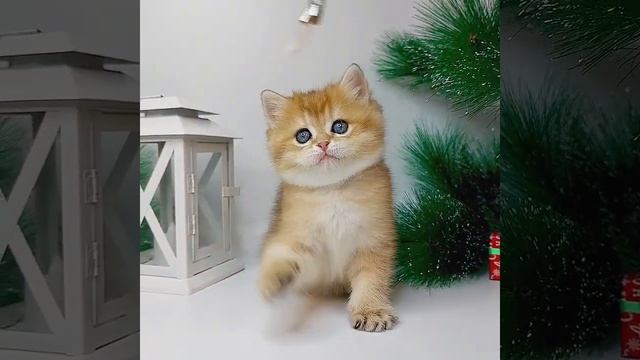 Британский короткошерстный котенок Glammy золотая шиншилла - черный золотой затушеванный (BRI ny 11