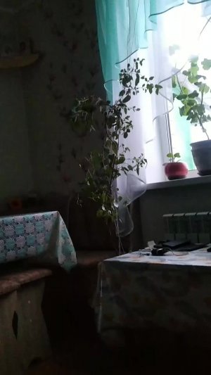 вечерняя прогулка.