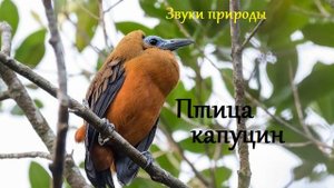 Голос птицы капуцин. Звуки природы
