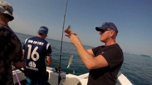 Бешеный луфарик